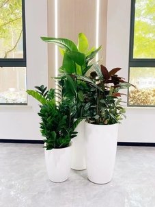 余姚植物租摆专业，让你的生活满是盎然绿意！